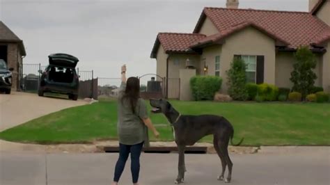 Texas 2-year-old Great Dane officially world's tallest dog, according ...