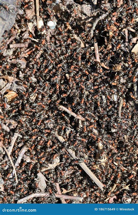 A swarm of ants stock image. Image of insect, nest, family - 186715649