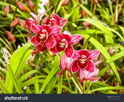 Orchid Garden Funchal Madeira