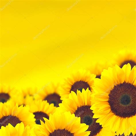 Background yellow sunflower. Stock Photo by ©Kasza 53134105