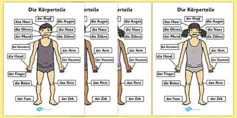 Body Parts In German Chart