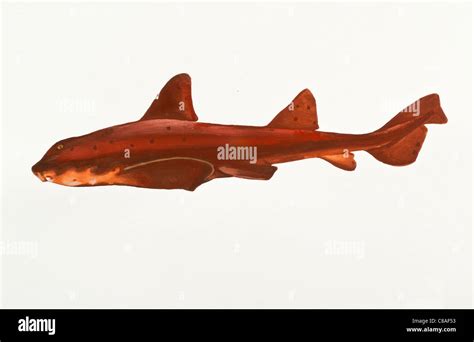 Japanese Bullhead Shark Heterodontus japonicus Heterodontidae Stock Photo - Alamy