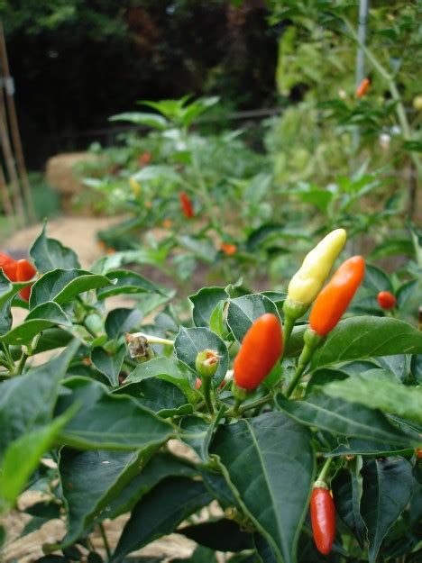 Scoville Heat Rating Chart For Hot Peppers | The Foodie Gardener™