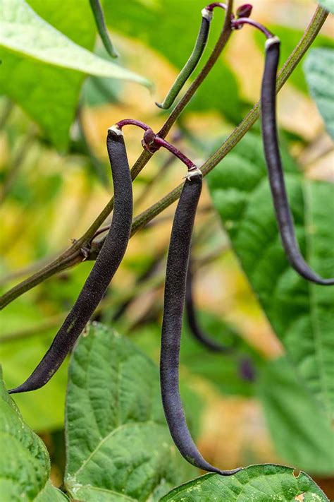 35 of the Best Bush Bean Varieties | Gardener’s Path