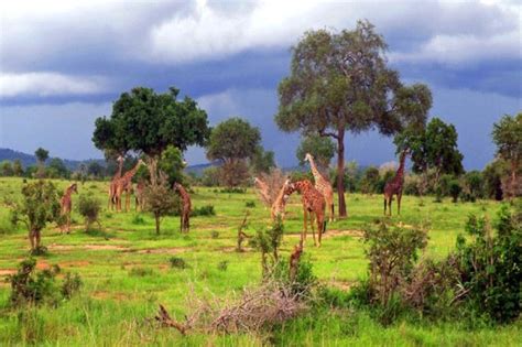 2 Days 1 Night Tour Mikumi National Park from Dar Es Salaam - Dar es Salaam | Project Expedition