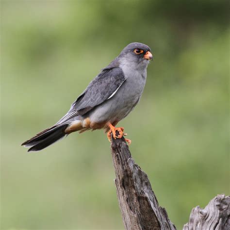 The Amur Falcon and the Mysteries of Bird Migration | RoundGlass | Sustain