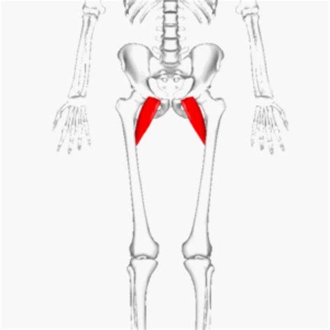 Pectineus muscle strain - Samarpan Physiotherapy Clinic