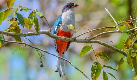 Cuban trogon facts, distribution & population | BioDB