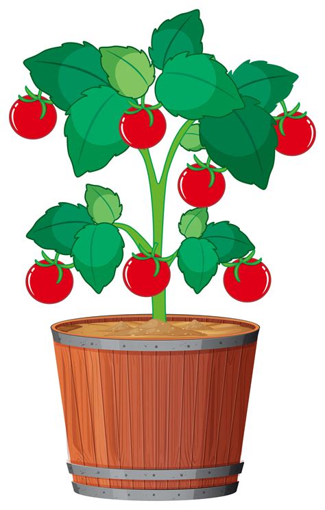 A tomato plant in the pot 607535 Vector Art at Vecteezy