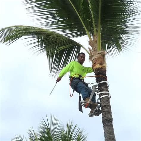 pruning-tall-palm-tree-650x650c | Florida Palm Trees