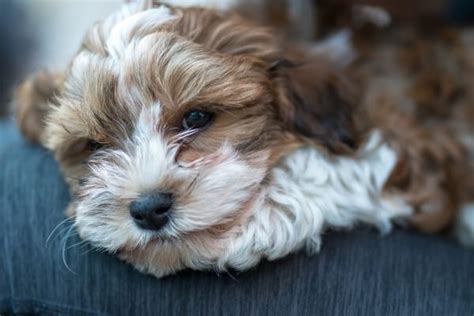 Havapoo: Is This Adorable Havanese Poodle Mix Right for You? (2024)