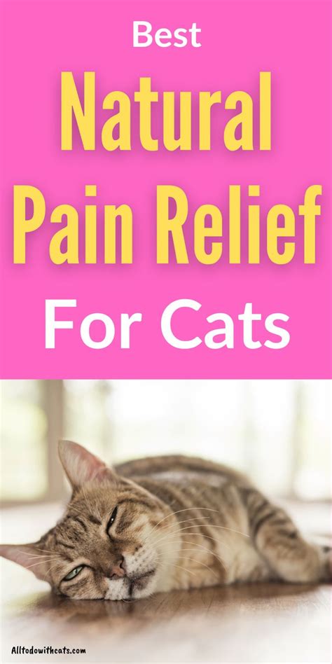 Natural Pain Relief, Back Pain Relief, Cat Medicine, Natural Pet Care, Healthy Cat, Healthy ...