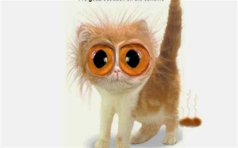 funny cats with big eyes | Nice Pics Gallery