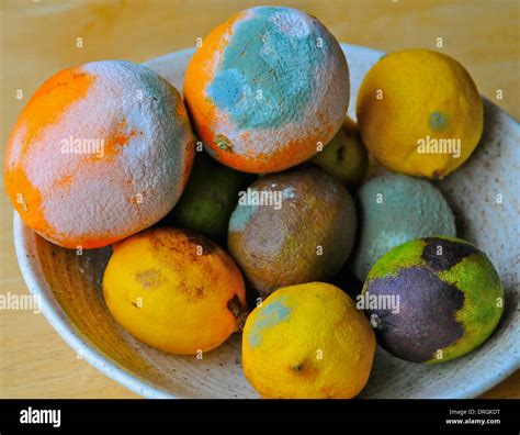 Moldy food hi-res stock photography and images - Alamy