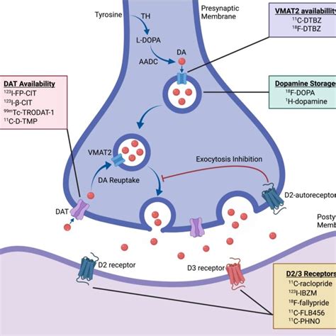 A scheme of dopamine synthesis pathway and radiotracers for... | Download Scientific Diagram