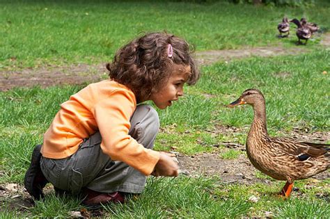 10.800+ Feeding Ducks Fotografías de stock, fotos e imágenes libres de derechos - iStock