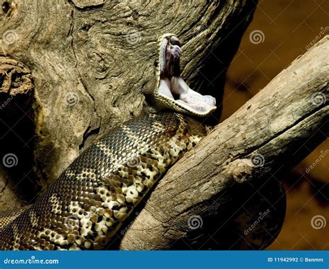 Fangs! stock photo. Image of fear, python, shiny, mouth - 11942992