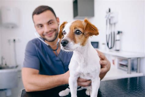 PUPPY CARE - Barkes Corner & Brookfield Vets | Tauranga NZ