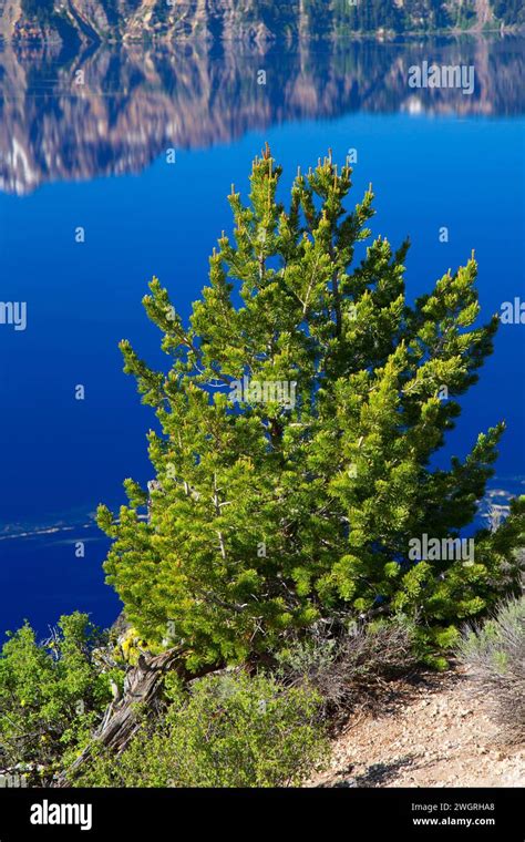 Whitebark pine (Pinus albicaulis) to Crater Lake, Crater Lake National ...