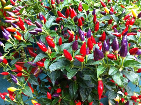 Chilli Pepper NuMex Twilight 15 Veg/Fruit Seeds - VIRIDIS HORTUS