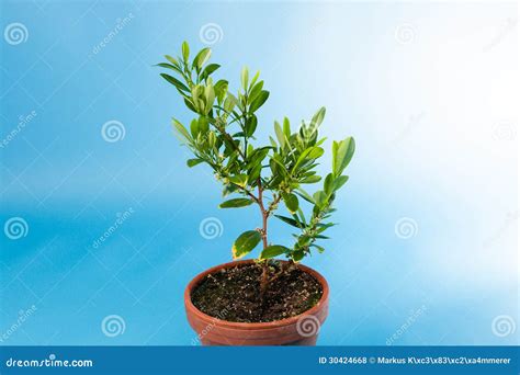 Coca Plant, Erythroxylum Coca Royalty Free Stock Photos - Image: 30424668