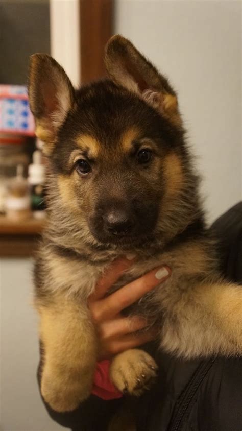 German Shepherd Puppies Adoption Oregon