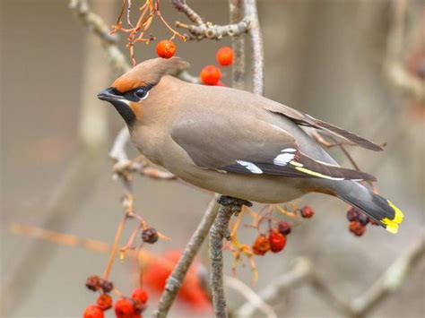 Bohemian Waxwing or Cedar Waxwing: What Are The… | Birdfact