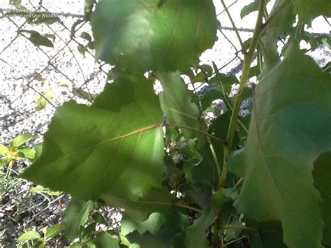 Plant Identification: CLOSED: Two volunteer trees IDs needed, 1 by Gourd