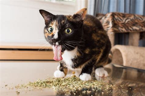 Cats High on Catnip - Posts | Facebook