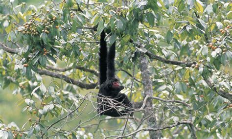 Black Spider Monkey | Spider Monkey | Species | WWF