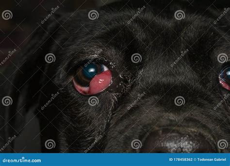 Close-up Photo of a Black Dog with Cherry Eye, Cane Corso Dog Breed Stock Photo - Image of ...