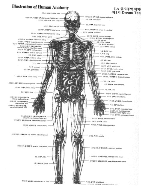 [Advanced] Anatomy of the Human body. Taken from LA Translation medical interpretation class ...