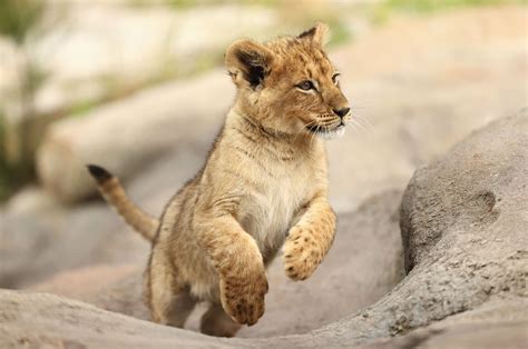 Photoshoot of the cute kind: Lion cubs make debut in Australian Zoo | Daily Sabah