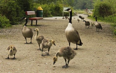 burnaby-lake-1 | Vancouver Trails