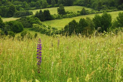 Wildflower Growing In A Field Of Tall Grasses In The Countryside Above ...