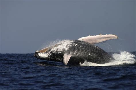 Hopes for whale sanctuary in South Atlantic dashed by pro-whaling countries