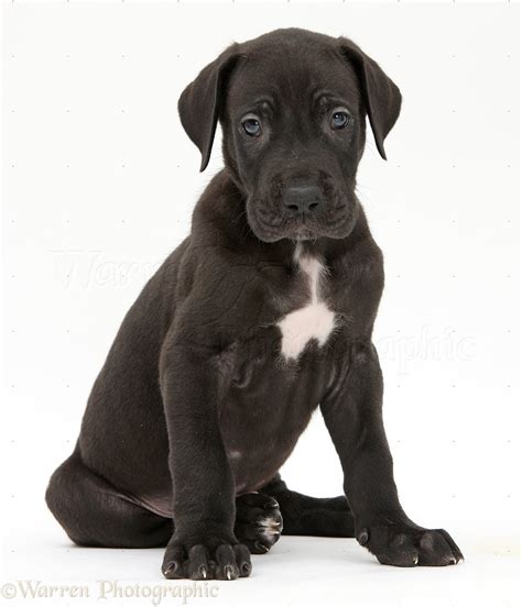 Dog: Black Great Dane puppy sitting photo WP40426