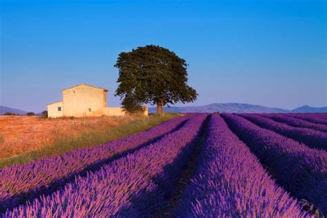 Provence Lavender Fields Tour from Aix-en-Provence 2025