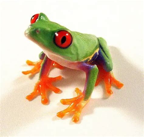 10 Interesting Red Eyed Tree Frog Facts | My Interesting Facts