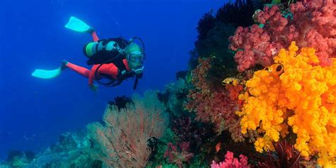 How to Scuba Dive Safely: 20 Essential Safety Tips