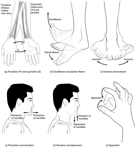 The Muscular System - Muscle Movement, Types, & Names