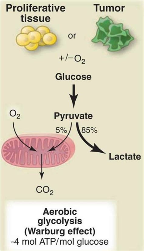 Warburg effect in cancer