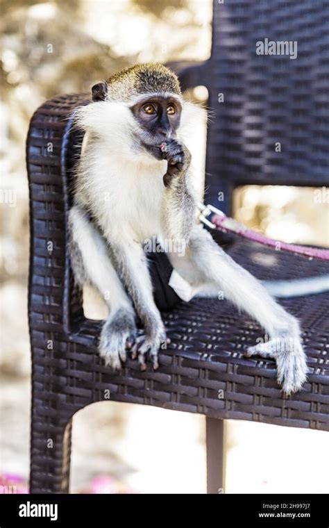 Monkey sitting on chair hi-res stock photography and images - Alamy