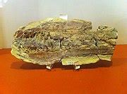 Category:Unidentified Pterosauria fossils - Wikimedia Commons