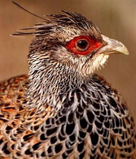 Cheer pheasant | Birds of India | Bird World