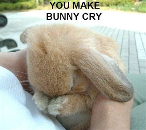 Crying Bunny :'( - Baby Bunny Photo (3518644) - Fanpop