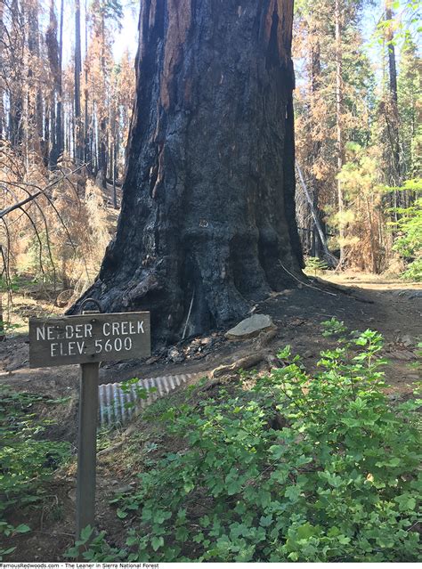 Sierra National Forest - Famous Redwoods