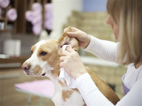 Do It Yourself Dog Ear Cleaning Solution / How To Clean Dog Ears Hill S Pet : Cleaning a dog's ...