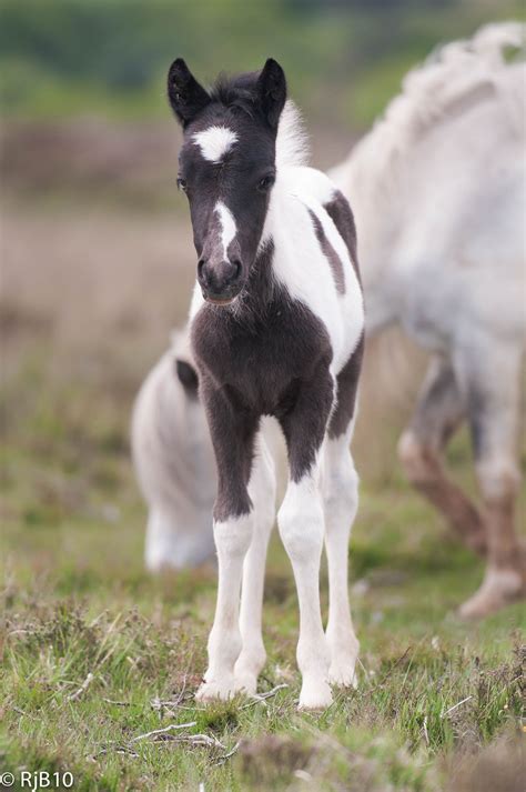 New Forest Foal | Cute baby horses, Baby horses, Cute horses