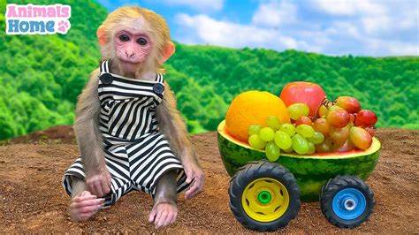 Monkey BiBi sells fruit for friend to enjoy - YouTube